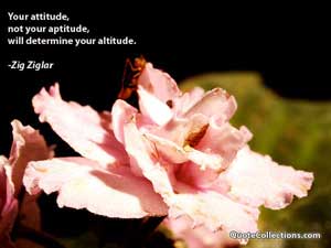 zig_ziglar_quotes Quotes 3